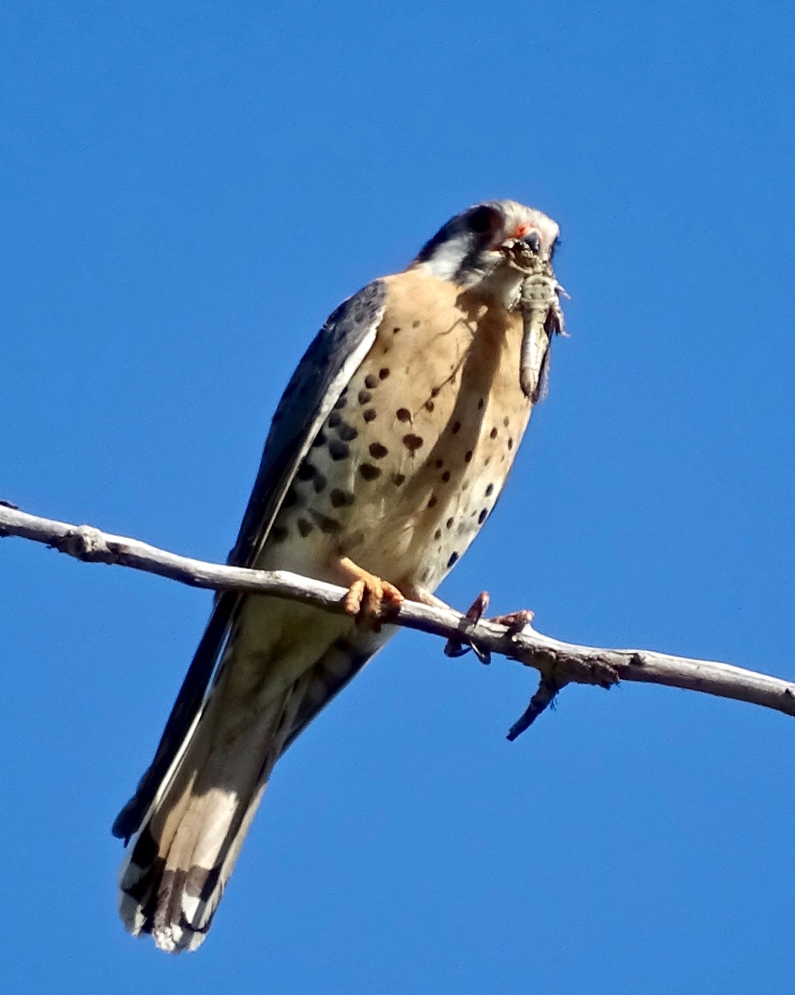 Slide Image
